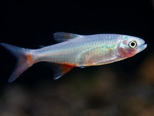 Bloodline Tetra 5/pk
