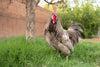 Blue American Bresse Chicks - Buy 10 + 5 Bonus Free (Unsexed, Shipping Included)
