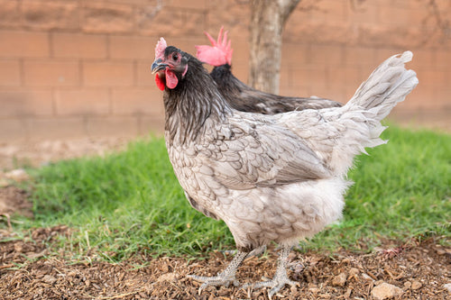 Blue American Bresse Chicks - Buy 10 + 5 Bonus Free (Unsexed, Shipping Included)