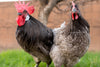 American Bresse Chicks - Assorted Colors - Buy 10 + 5 Bonus Free (Unsexed, Shipping Included)