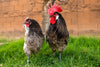 Blue American Bresse Chicks - Buy 10 + 5 Bonus Free (Unsexed, Shipping Included)