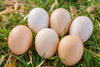 Blue American Bresse Chicks - Buy 10 + 5 Bonus Free (Unsexed, Shipping Included)