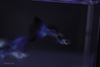 Blue Moscow Guppy