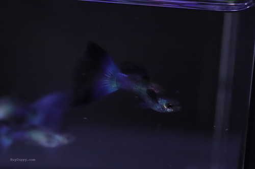 Blue Moscow Guppy