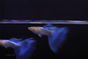 Blue Topaz Guppy Ribbon
