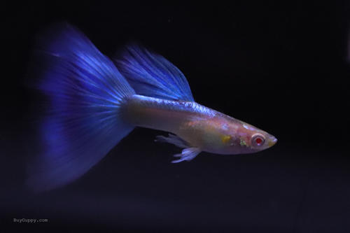 Blue Topaz Guppy Ribbon