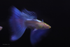 Blue Topaz Guppy Ribbon