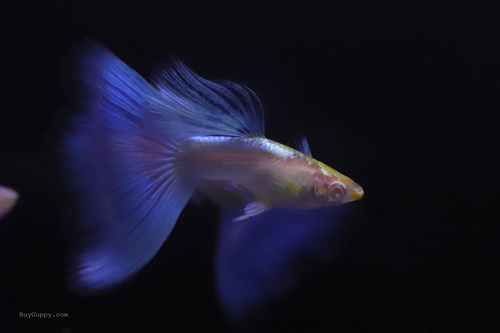 Blue Topaz Guppy Ribbon
