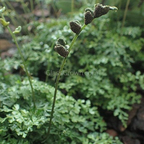 Potted Mini Bolbitis Heteroclita