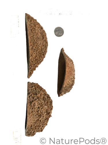 Bolsa Pastor Urchin Pods