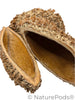 Bolsa Pastor Urchin Pods