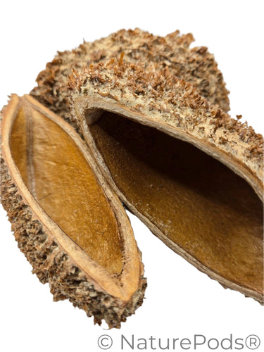 Bolsa Pastor Urchin Pods