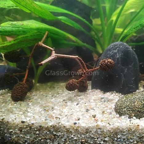 Pollen Shrimp Enrichment Pack