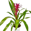 Bromeliad Guzmania 'Purple' - 4 Pot