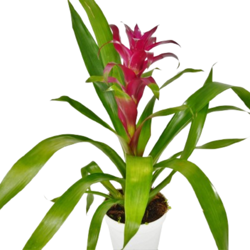 Bromeliad Guzmania 'Purple' - 4 Pot