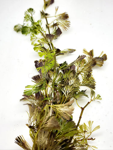 Bunch Bronze Cabomba Pulcherrima