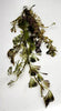 Bunch Bronze Cabomba Pulcherrima