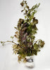 Bunch Bronze Cabomba Pulcherrima