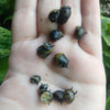 Bumblebee Horned Nerite Snail 3 Pack