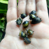 Bumblebee Horned Nerite Snail 3 Pack