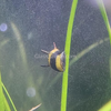 Bumblebee Horned Nerite Snail 3 Pack