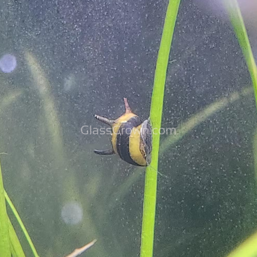 Bumblebee Horned Nerite Snail 3 Pack