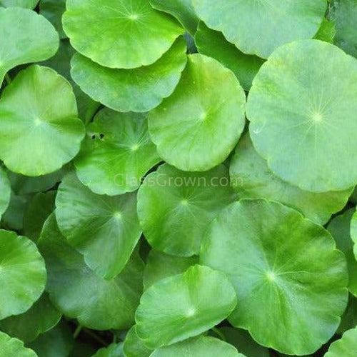 Bunch Brazilian Pennywort