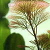 Bunch Bronze Cabomba Pulcherrima
