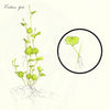 Bunch Cardamine Lyrata