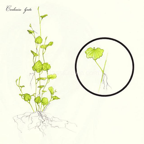 Bunch Cardamine Lyrata