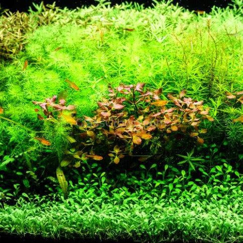 Bunch Green Myrio