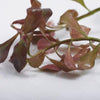 Bunch Ludwigia Repens Dark Red