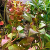Bunch Ludwigia Repens Dark Red