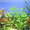Bunch Moneywort