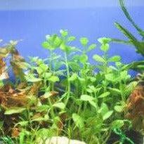 Bunch Moneywort