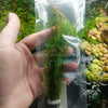 Bunch Rotala Walichii