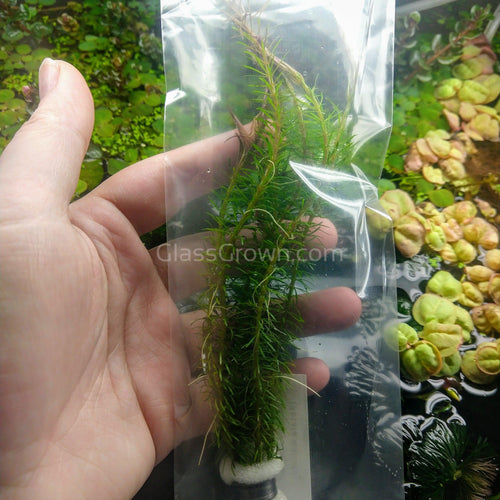 Bunch Rotala Walichii