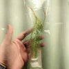 Bunch Rotala Walichii