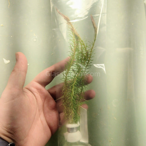 Bunch Rotala Walichii