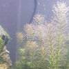 Bunch Rotala Walichii