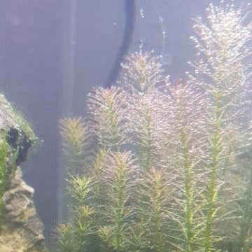 Bunch Rotala Walichii