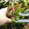 Bunch Scarlet Temple (Alternanthera Reineckii)