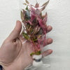 Bunch Scarlet Temple (Alternanthera Reineckii)