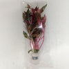 Bunch Scarlet Temple (Alternanthera Reineckii)