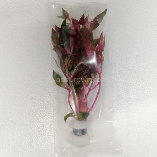 Bunch Scarlet Temple (Alternanthera Reineckii)