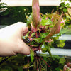 Bunch Scarlet Temple (Alternanthera Reineckii)