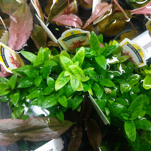 Bunch Staurogyne Repens