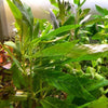 Bunch Temple Plant (Hygrophila Corymbosa)