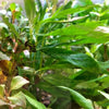 Bunch Temple Plant (Hygrophila Corymbosa)