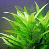 Bunch Temple Plant (Hygrophila Corymbosa)